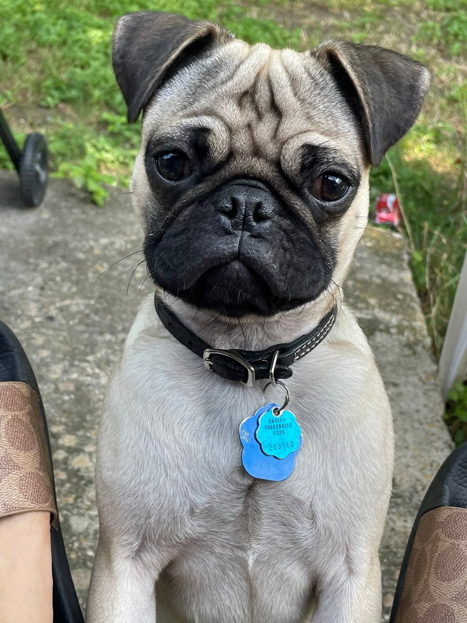 GIZMO reported missing in Dallas, TX