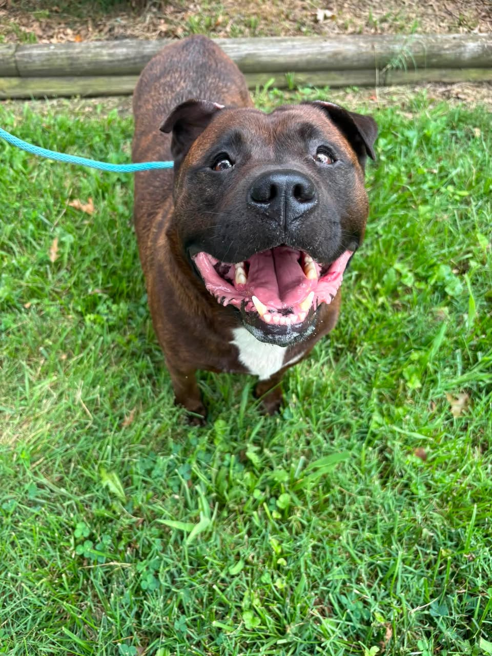 Dog reported found or sighted in Louisville, KY