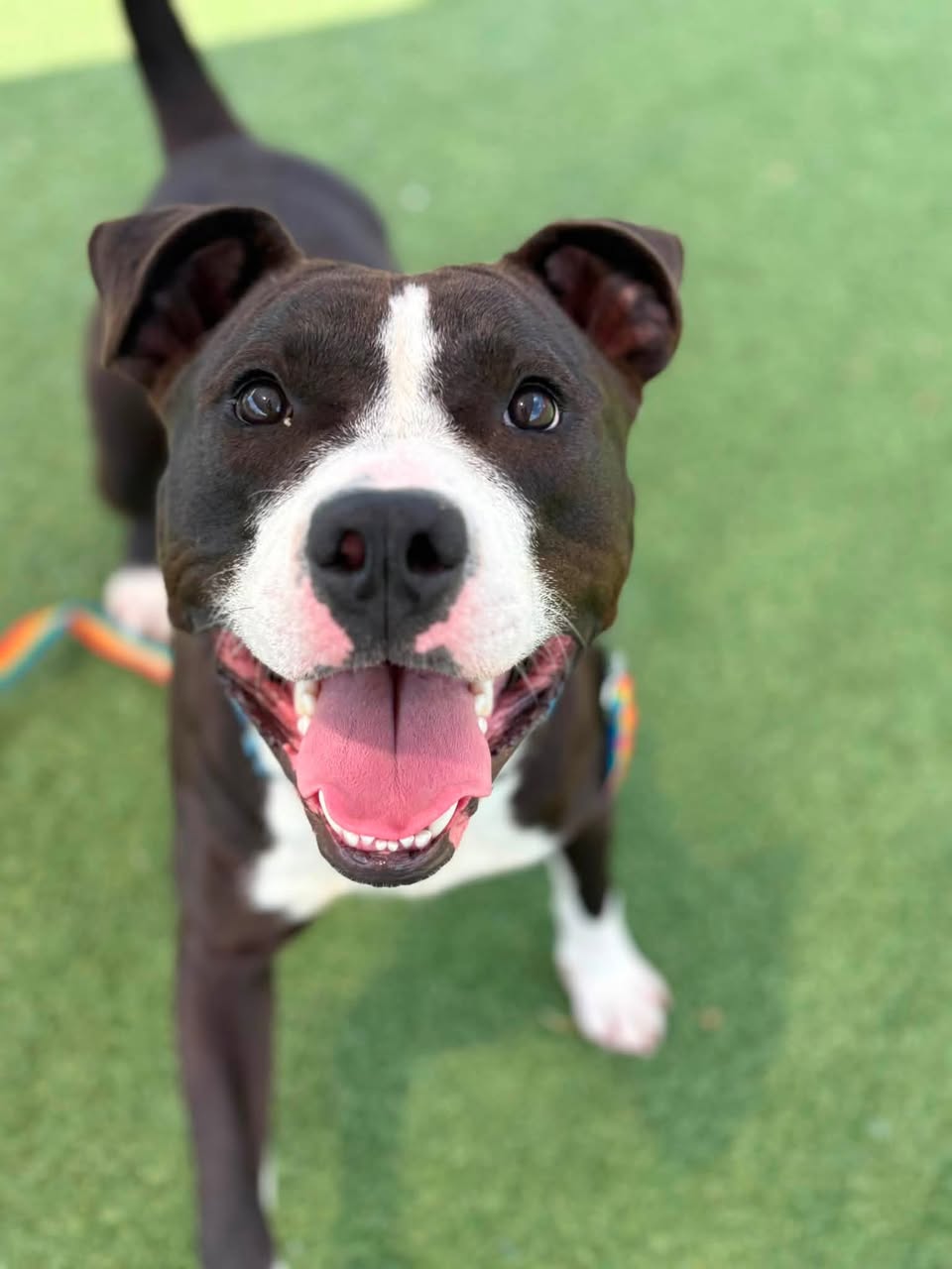 Dog reported missing in Cleveland, OH