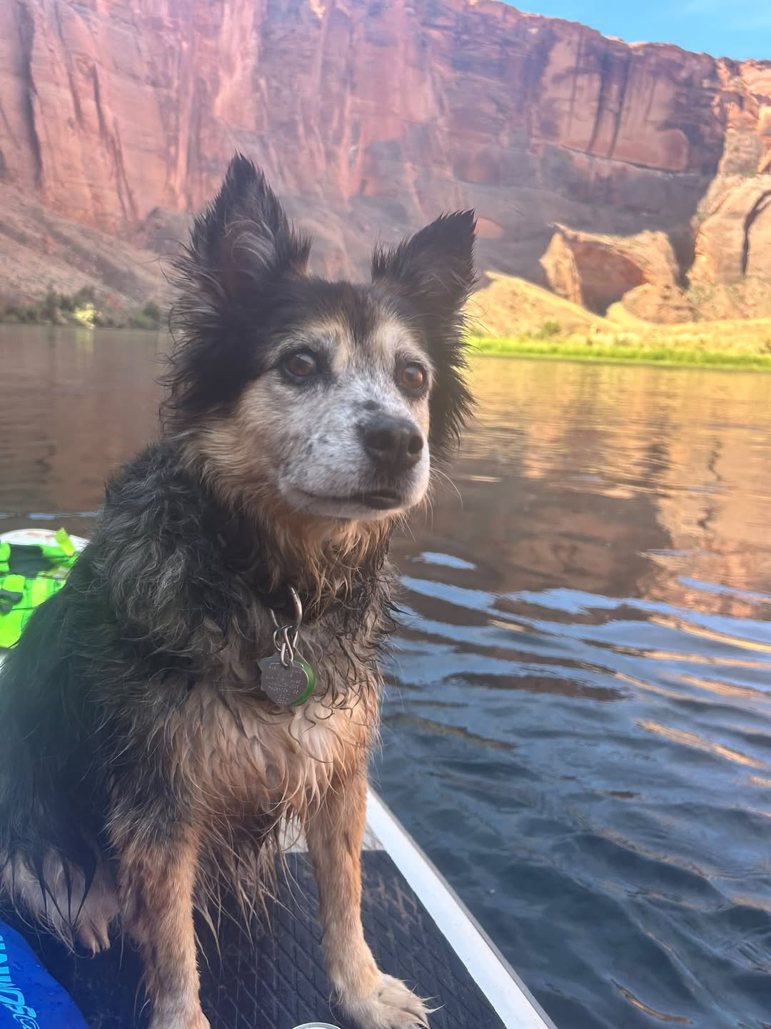 Dog reported missing in Denver, CO